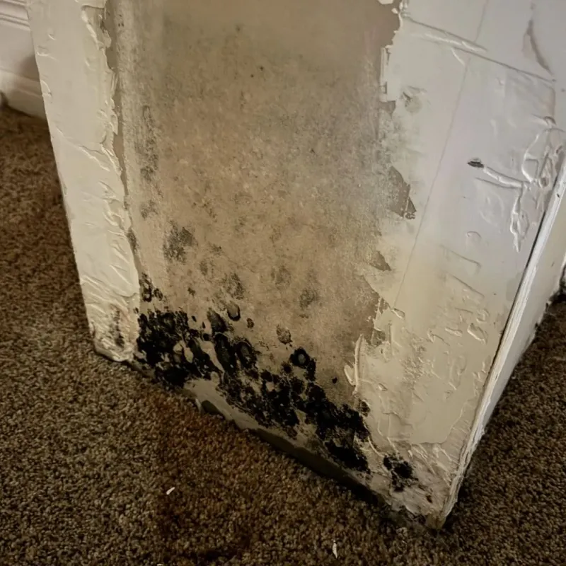 Professional Mold Removal in Geistown, PA